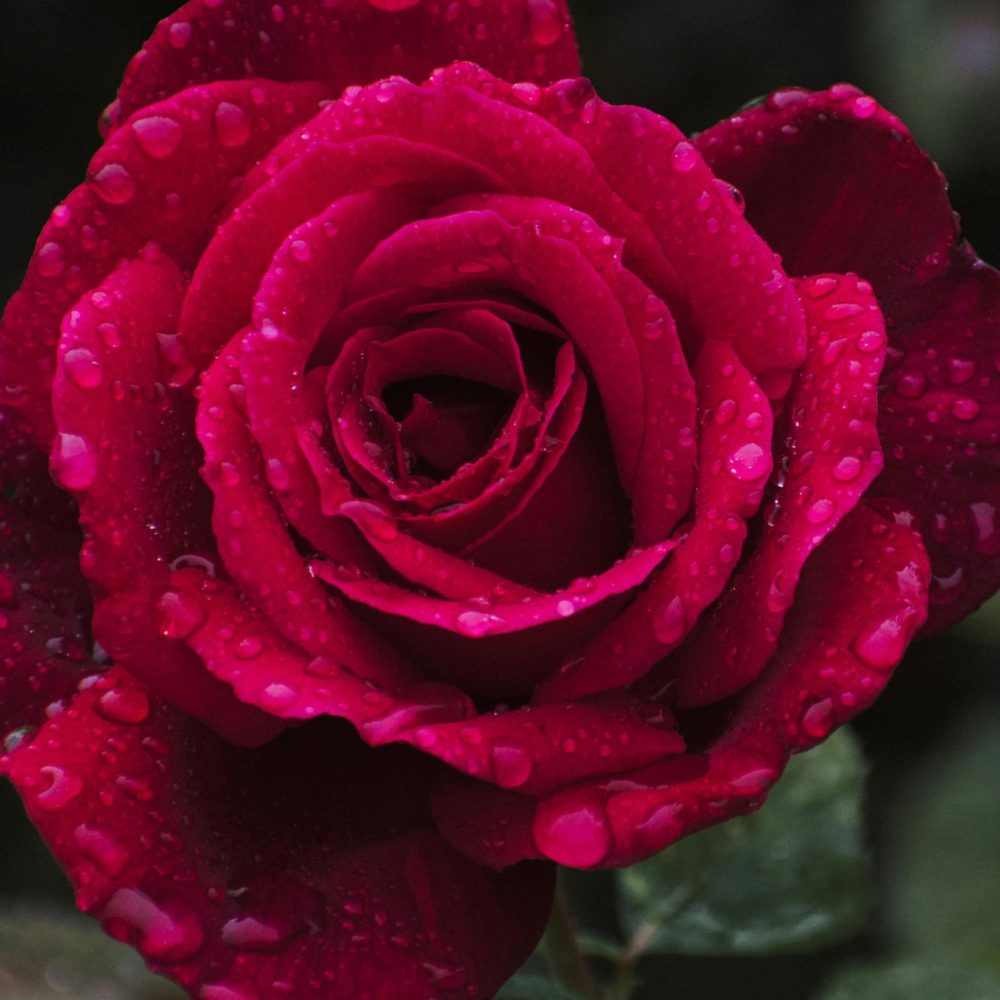 wet red rose